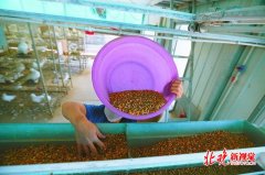 能养鸽子挣钱还月入上万元？大山飞出“扶贫鸽